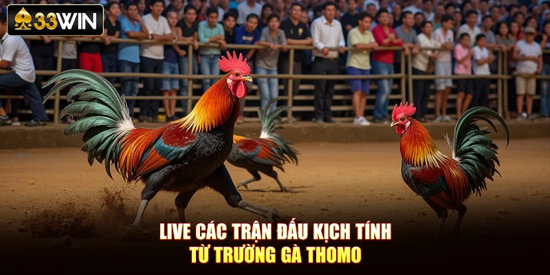 Live các trận đấu kịch tính từ trường gà Thomo