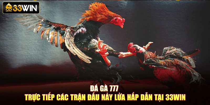 Đá Gà 777 – Trực Tiếp Các Trận Đấu Nảy Lửa Hấp Dẫn Tại 33Win