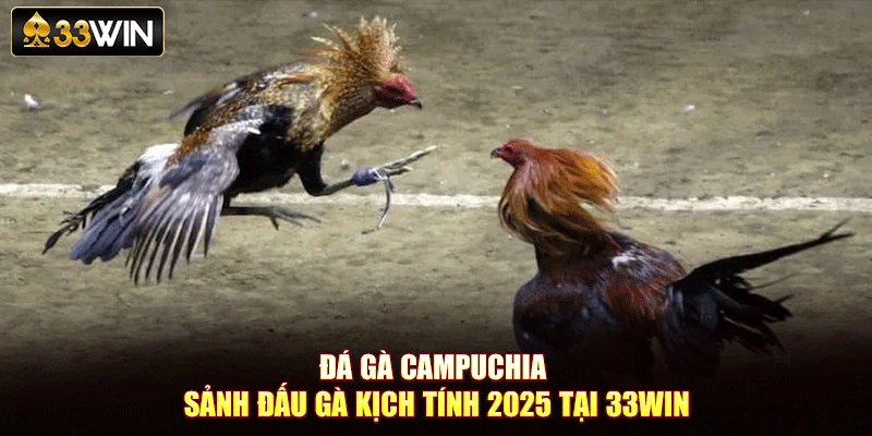 Đá Gà Campuchia – Sảnh Đấu Gà Kịch Tính 2025 Tại 33Win