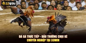 Đá Gà Trực Tiếp - Đấu Trường Chọi Kê Chuyên Nghiệp Tại 33Win
