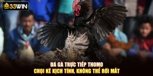 Đá Gà Trực Tiếp Thomo – Chọi Kê Kịch Tính, Không Thể Rời Mắt