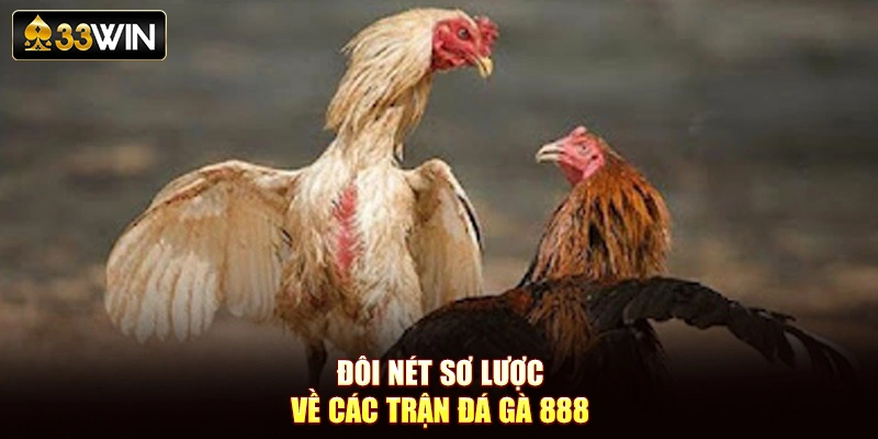 Đôi nét sơ lược về các trận đá gà 888