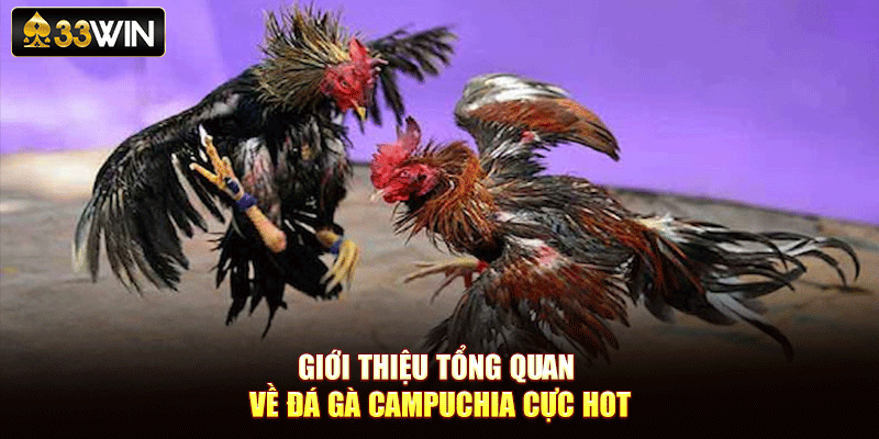 Giới thiệu tổng quan về đá gà Campuchia cực hot