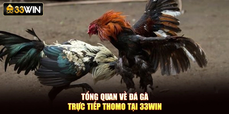 Tổng quan về đá gà trực tiếp Thomo tại 33Win