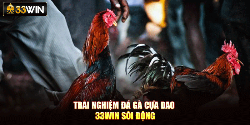 Trải nghiệm đá gà cựa dao 33Win sôi động