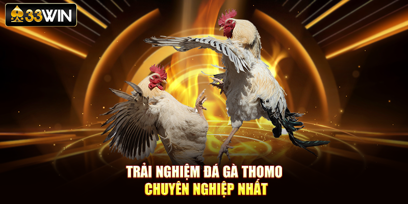 Trải nghiệm đá gà Thomo chuyên nghiệp nhất