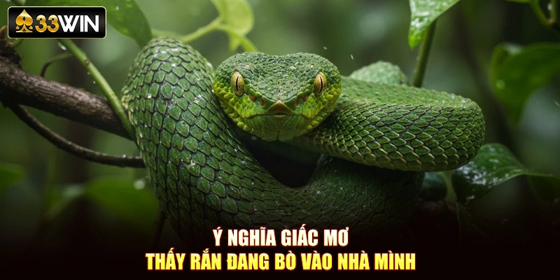 Ý nghĩa giấc mơ thấy rắn đang bò vào nhà mình